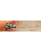 Leo Rover Generation Robots